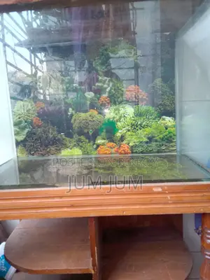 A Large Fish Aquarium
