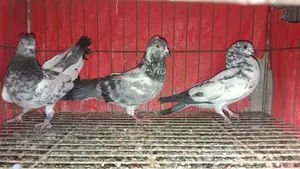 3 Pigeons for Sale