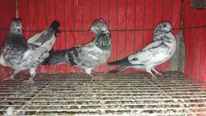 3 Pigeons for Sale