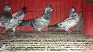 3 Pigeons for Sale
