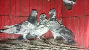 3 Pigeons for Sale