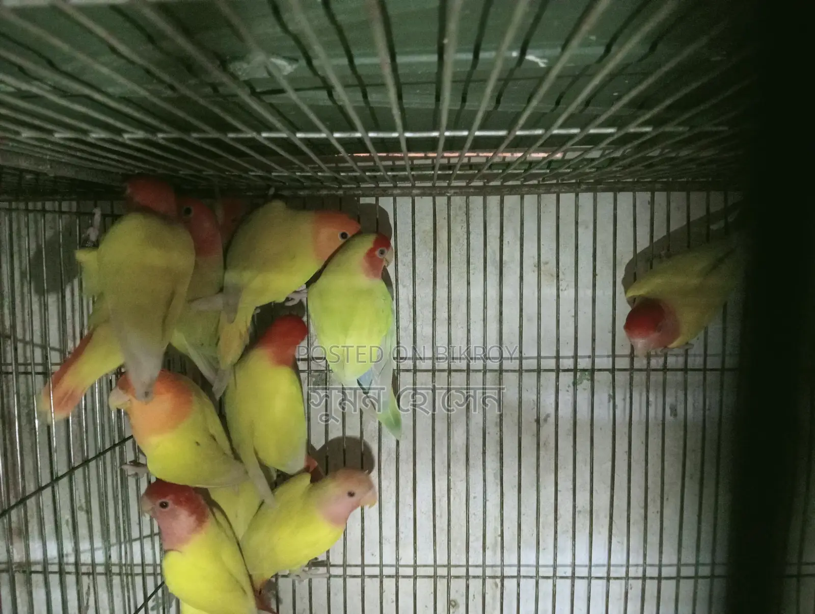 Love Birds