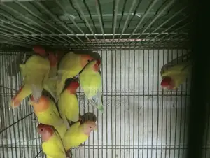 লাভ বার্ড