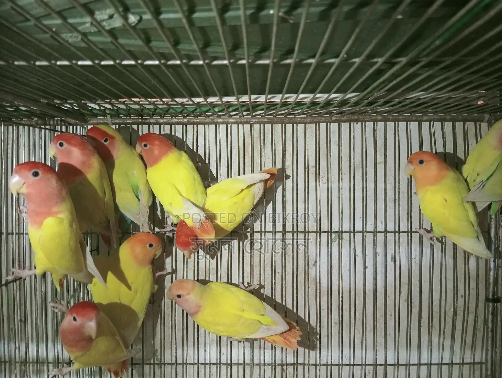 Love Birds