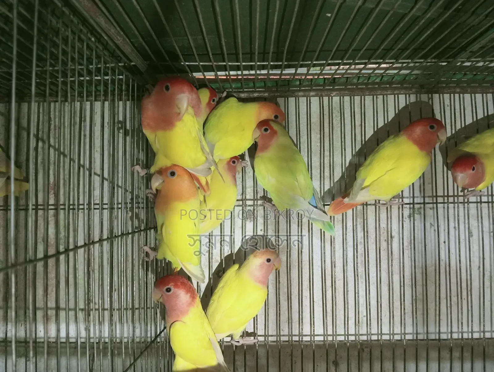 Love Birds