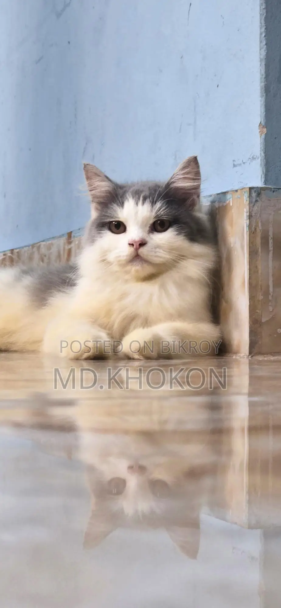 Persian Cat
