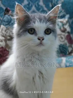 Persian Cat