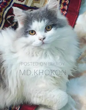 Persian Cat