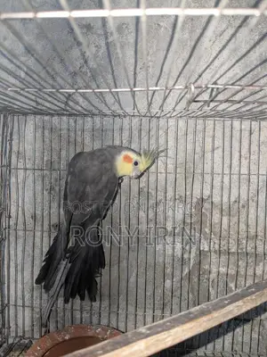 Gray running male cokatel