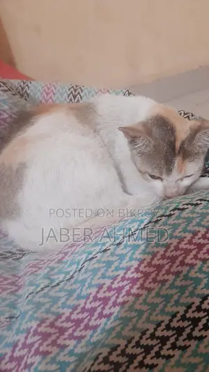 Cat Adoption