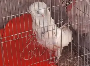 ফেন্সি ও গিরিবাজ কবুতর