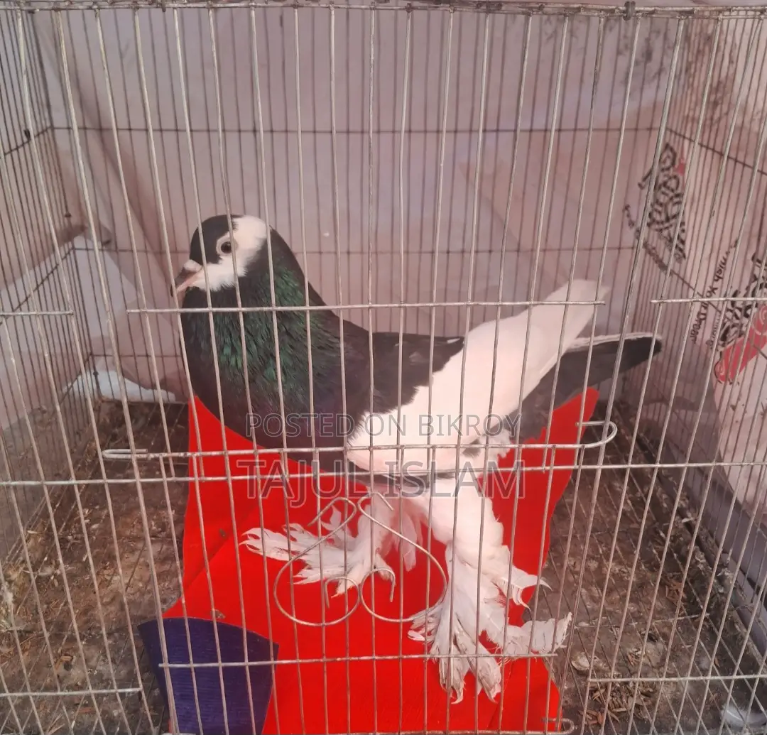 ফেন্সি ও গিরিবাজ কবুতর