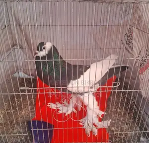 ফেন্সি ও গিরিবাজ কবুতর