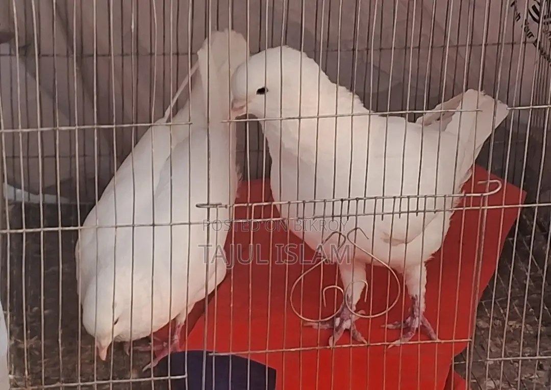 ফেন্সি ও গিরিবাজ কবুতর