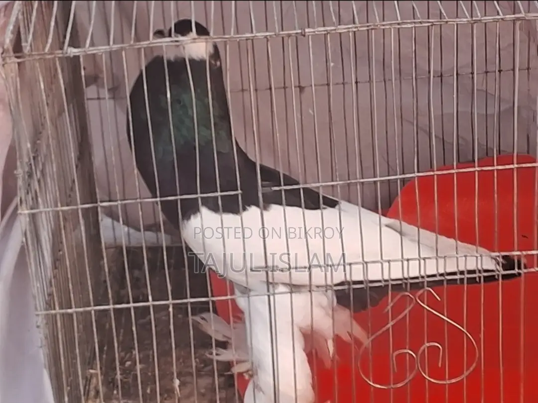 ফেন্সি ও গিরিবাজ কবুতর
