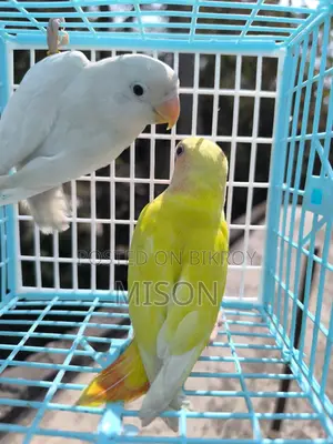 ২ পিস লাভবার্ডস পাখি বিক্রিয় করা হবে
