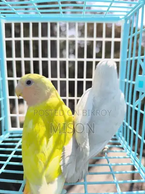 ২ পিস লাভবার্ডস পাখি বিক্রিয় করা হবে