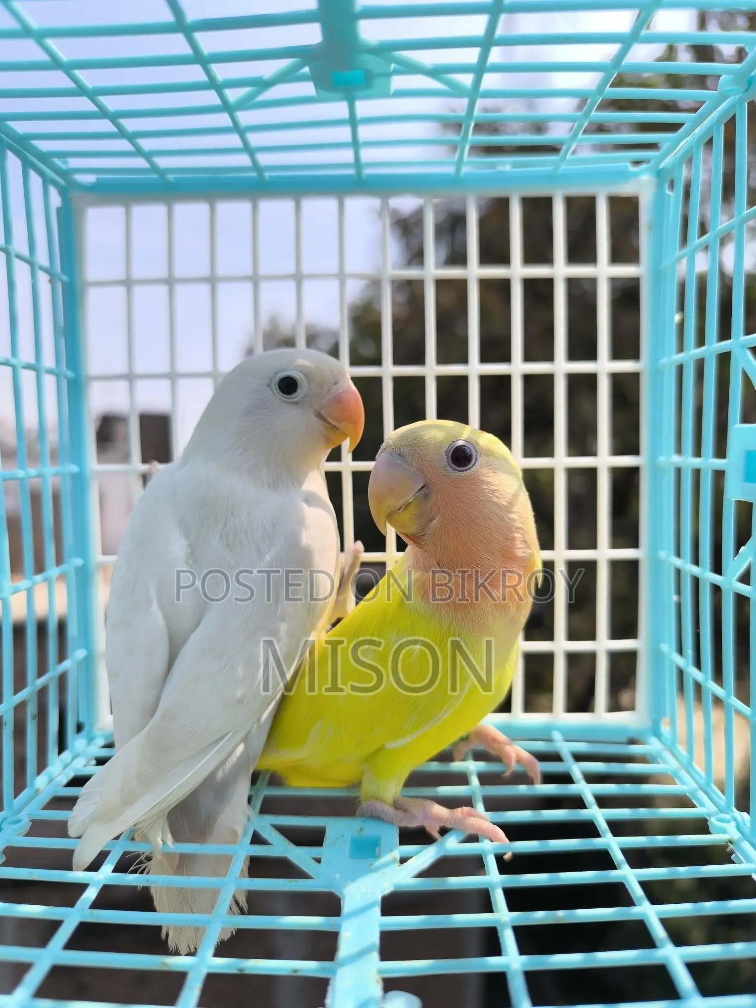 ২ পিস লাভবার্ডস পাখি বিক্রিয় করা হবে
