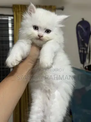 Traditional Persian Kitten Cat
