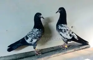 টেডি কবুতরের বাচ্চা