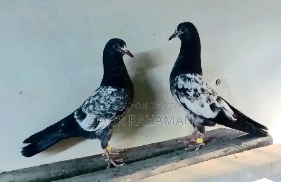 টেডি কবুতরের বাচ্চা