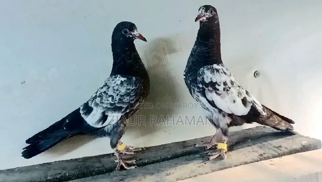 টেডি কবুতরের বাচ্চা