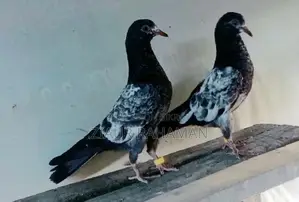 টেডি কবুতরের বাচ্চা