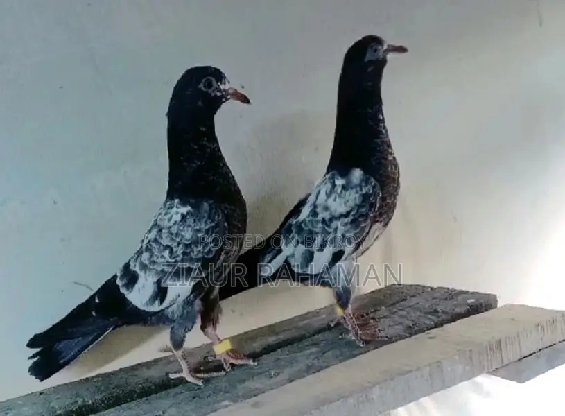 টেডি কবুতরের বাচ্চা