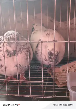 বিগ সাইজ মুন্ডিয়ান কবুতর
