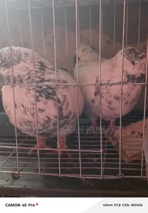 বিগ সাইজ মুন্ডিয়ান কবুতর