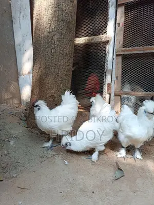 Silky Chicken (Silky Murgi)