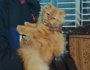 একটি পার্শিয়ান বিড়াল বিক্রি করা হবে