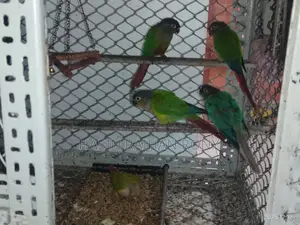 Conure Bird 1pair And One Piece Half Tame
