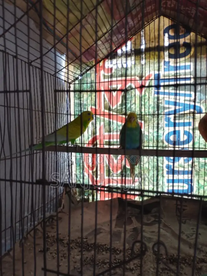 Budgerigar Running Birds