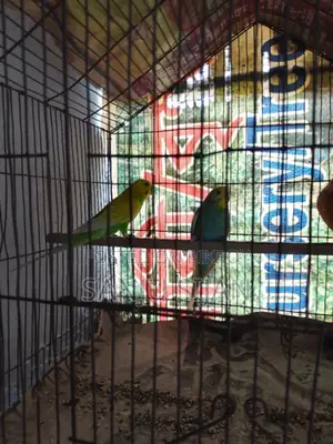 Budgerigar Running Birds