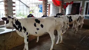 Buy 7 high-quality heifers (No. 980) at a low price.