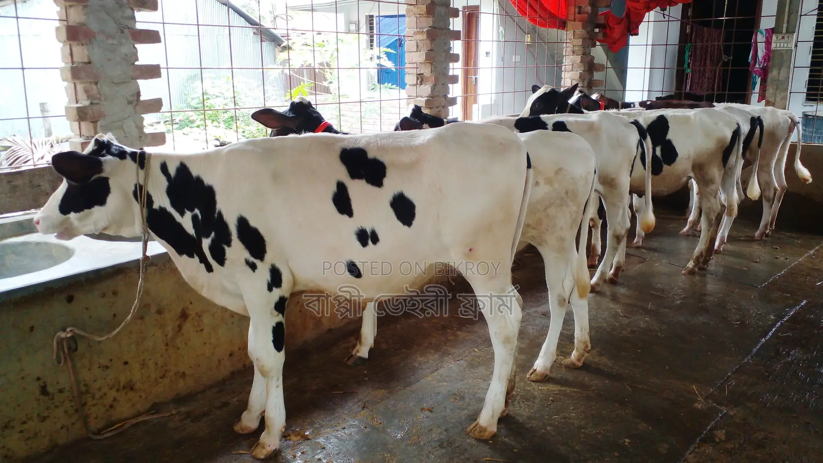 Buy 7 high-quality heifers (No. 980) at a low price.
