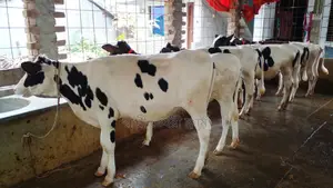 Buy 7 high-quality heifers (No. 980) at a low price.