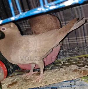 অরিজিনাল গোল্লা কবুতর
