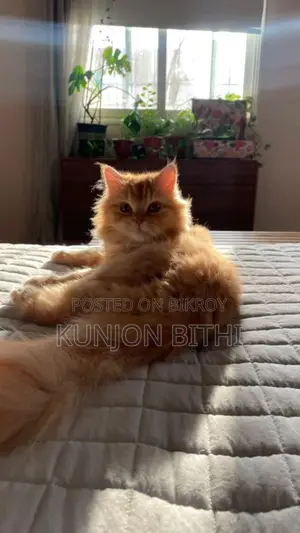Pure Persian Cat