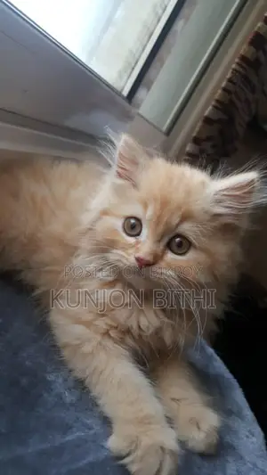 Pure Persian Cat