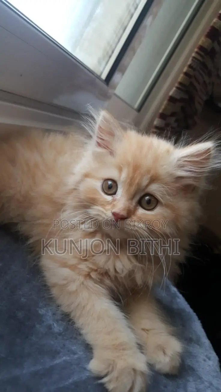 Pure Persian Cat
