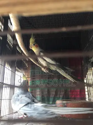 গ্রে ককাটেল রানিং পেয়ার
