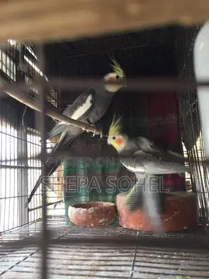 গ্রে ককাটেল রানিং পেয়ার