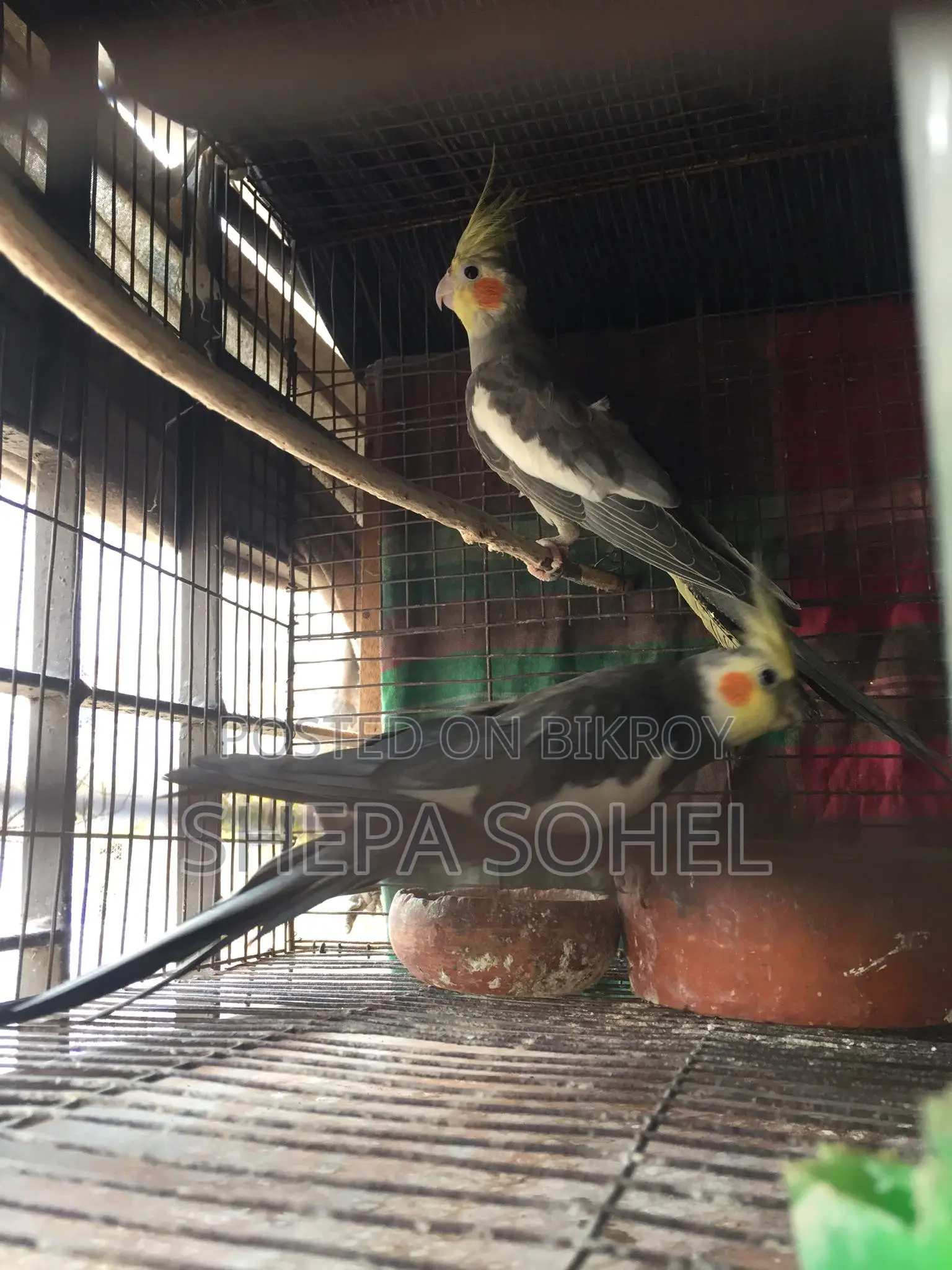 গ্রে ককাটেল রানিং পেয়ার
