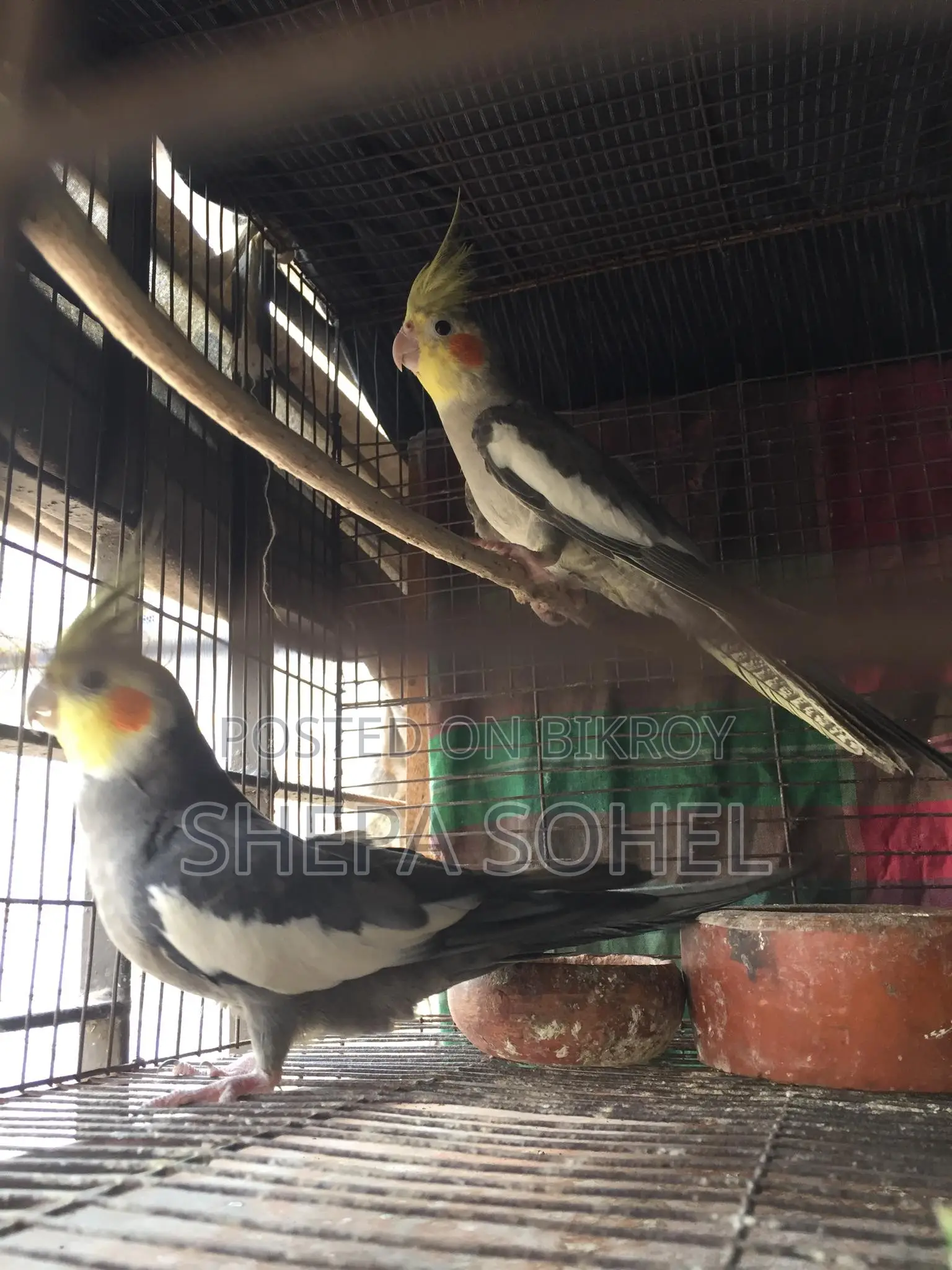 গ্রে ককাটেল রানিং পেয়ার