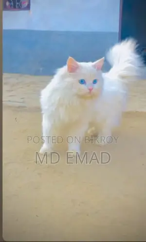 Blue Eyes Male Cat