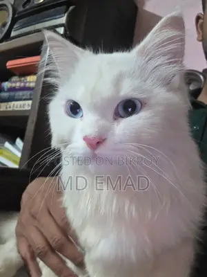 Blue Eyes Male Cat
