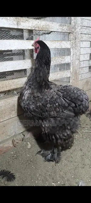 ব্রাহামা মুরগি