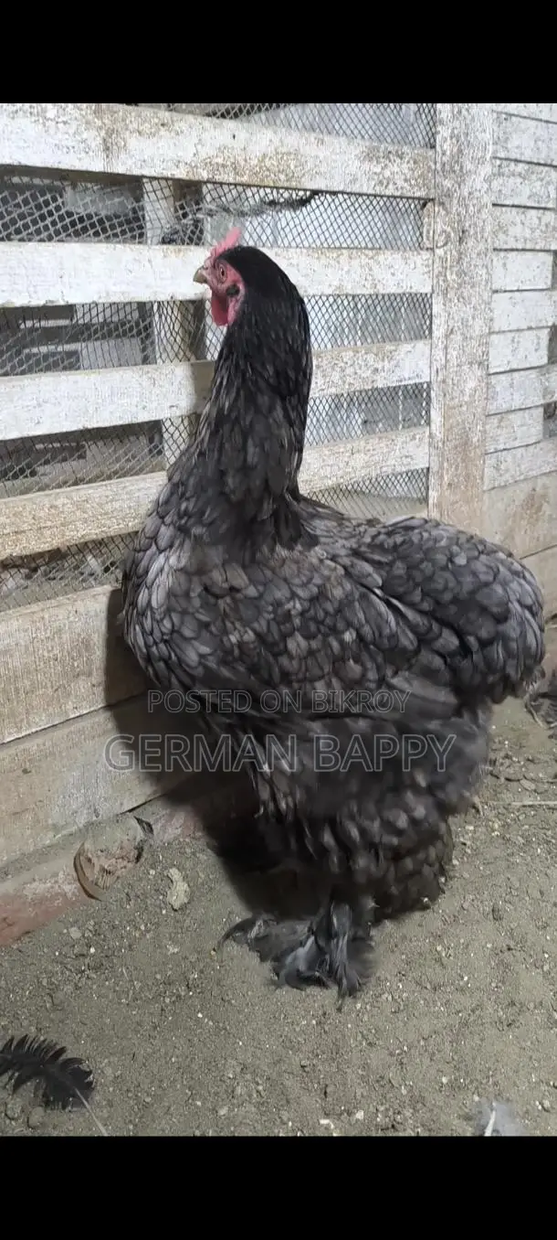 ব্রাহামা মুরগি
